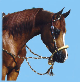 arabian(31435 bytes)