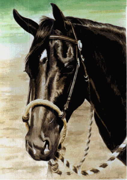 blackbeauty