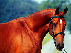 Chestnut