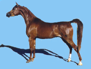gelding.jpg (21389 bytes)